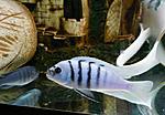Cynotilapia sp. hara