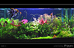    ALGAEFIX  AQUARIUM PHARMACEUTICALS