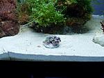Zoanthus sp