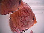 CIMG0096
