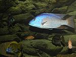 Tyrannochromis nigriventer