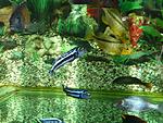 Buccochromis rhoadesii & Copadichromis borleyi Kadango
