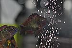 Tropheus moorii Kasanga Red Rainbow