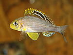 Xenotilapia sp.  "Papilio Sunflower"  Isanga