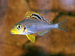 Xenotilapia sp.  "Papilio Sunflower"  Isanga