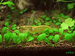 Neocaridina heteropoda var. yellow (Yellow Shrimp)