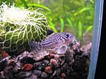 IMG 2241c