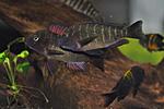 Tropheus moorii Kasanga Red Rainbow