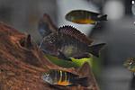 Tropheus moorii Kasanga Red Rainbow