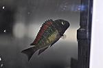 Tropheus moorii Kasanga Red Rainbow