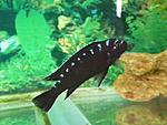 Elongatus sp. Tundu Rocks (1)
