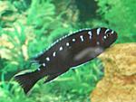 Elongatus sp. Tundu Rocks (4)