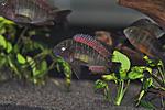 Tropheus moorii Kasanga Red Rainbow