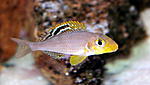 Xenotilapia sp.  "Papilio Sunflower"  Isanga