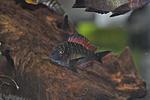 Tropheus moorii Kasanga Red Rainbow
