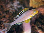 Xenotilapia sp.  "Papilio Sunflower"  Isanga