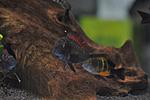 Tropheus moorii Kasanga Red Rainbow