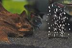 Tropheus moorii Kasanga Red Rainbow