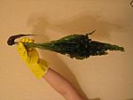 IMG 2742