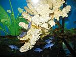 Pseudotropheus lombardo  ,     Pseudotropheus crabro  ,      labidohromis yellow.