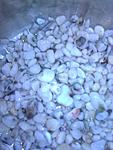 Фото010[1]