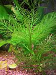Hygrophila balsamica