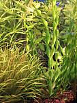100 3499Vallisneria spiralis