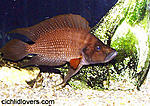 a comp black zambia