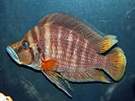 Red Fin 002 a