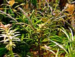 ó ϳ (Hygrophila pinnatifida)