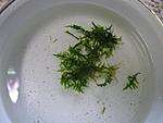 IMG 9677