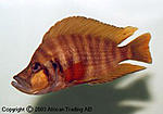 a comp bulu point red