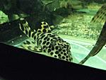 Peckoltia sabaji L075, L124  L301 - L301