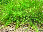moss sp. "Bubble"