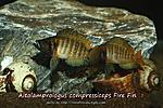 Compressiceps Fire Fin 2