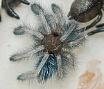 l1 2