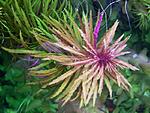 100 3511 Limnophila aromatika