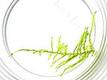 Brasil Moss