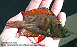 a comp firefin