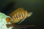 Compressiceps Fire Fin 3