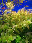 100 3508 Bacopa caroliniaca