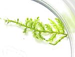 Erect Moss