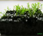 millimeter moss