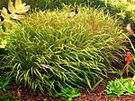 100 3496 Bliyxa Japonica