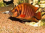 Compressiceps Fire Fin 4