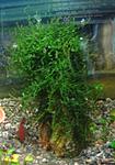 Peacock Moss