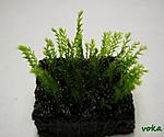 Fissidens Zippelianus