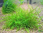 moss sp. "Bubble"