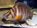 Red Fin 001 a