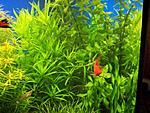 100 3433 Heteranthera zosterafolia